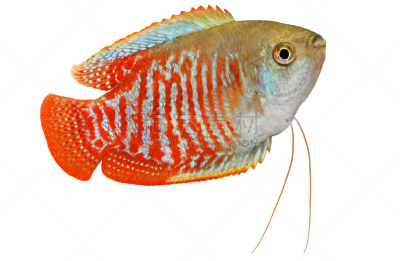 水族馆,鱼类,侏儒,鸡尾酒,水,水平画幅,淡水,动物鳍,白色,鱼缸