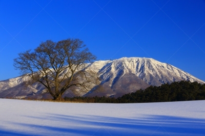 樱桃树,冬天,岩手县,山,一只动物,寒冷,旅途,雪山,雪,自然美