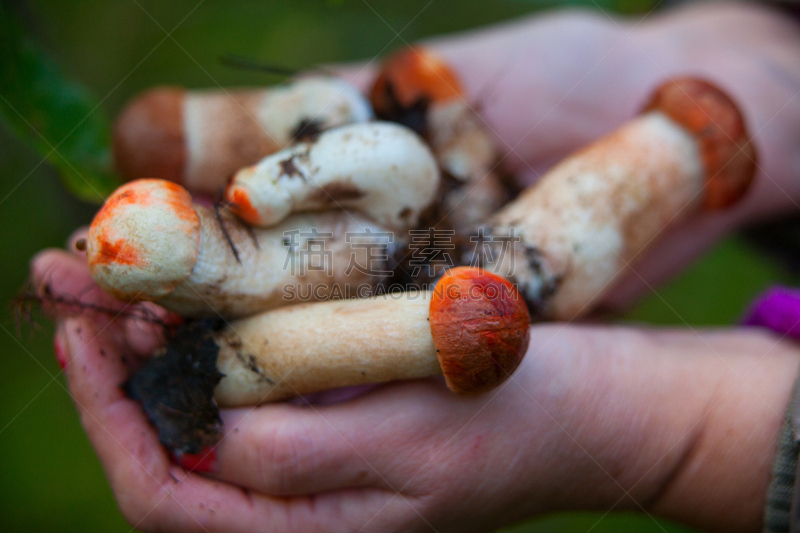 porcini mushroom,森林,自然美,美,水平画幅,秋天,羊肚菌,蘑菇,生食,户外