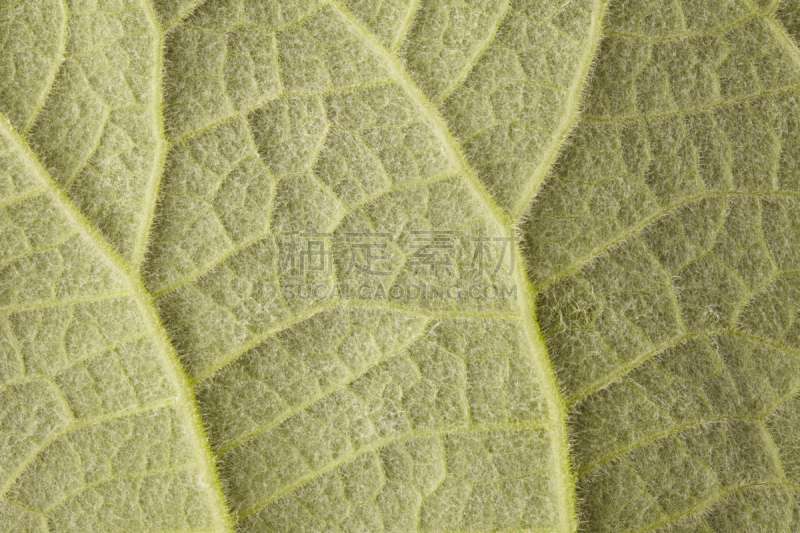 特写,叶子,正下方视角,紫草科植物,选择对焦,水平画幅,无人,生物学,叶脉,摇滚乐