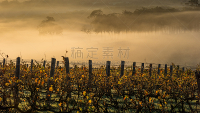 黎明,葡萄园,葡萄酒,成一排,有蔓植物,水平画幅,秋天,无人,户外,植物