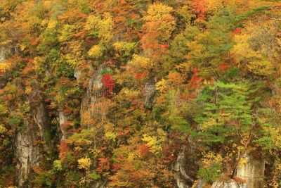 山谷,秋天,叶子,旅途,自然美,大崎市,河流,岩石,户外,日本