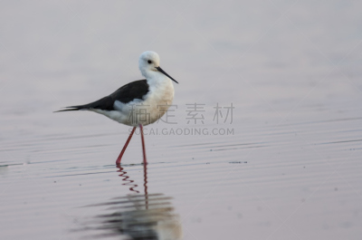 黑翅长脚鹬,水,美,水平画幅,反嘴鹬,鸟类,动物身体部位,野外动物,鷸形目,动物主题
