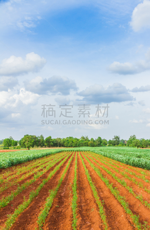辣椒,农场,蓝色,天空,干作料串,墨西哥椒,垂直画幅,椒类食物,户外,泰国