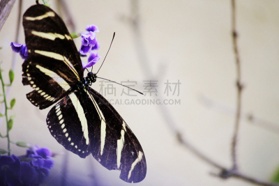 班玛纹长翅蝶,水平画幅,蝴蝶,无人,色彩鲜艳,紫色,昆虫,摄影,花