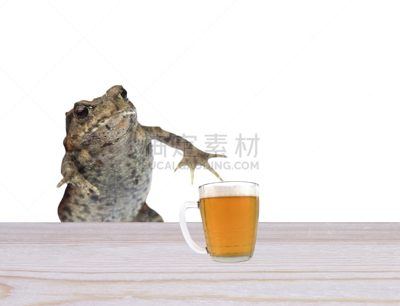 青蛙,幽默,啤酒,蟾蜍,桌子,水平画幅,沮丧,背景分离,悲哀,俄罗斯