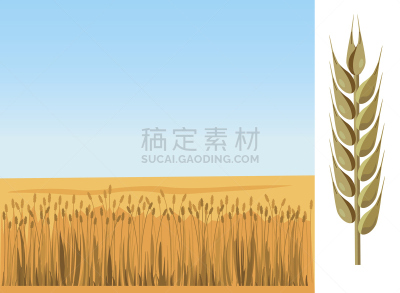 小麦,田地,矢量,一捆小麦,植物茎,联合收割机,农作物,裸麦,稻田,大麦