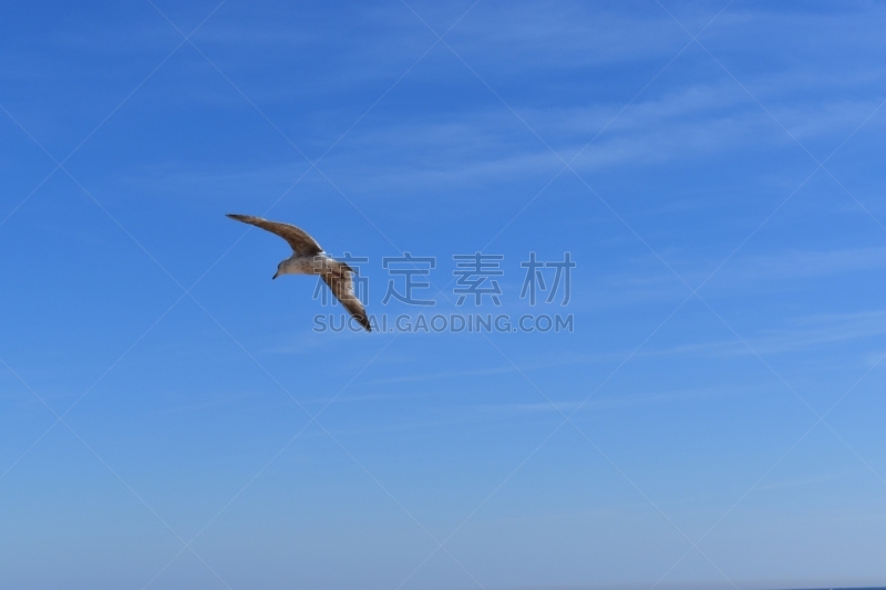 海鸥,幼小动物,海滩,航空器拍摄视角,中景,布赖顿,天空,水平画幅,无人,蓝色