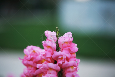 金鱼草,粉色,选择对焦,水平画幅,彩色图片,无人,清新,季节,摄影,花