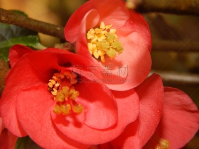 花朵,灌木,温柏,蔬菜,皱皮木瓜,清新,食品,春天,植物,自然