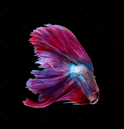 暹罗斗鱼,鱼类,黑色背景,分离着色,caudale moor,潜水艇,水族馆,垂直画幅,水,美
