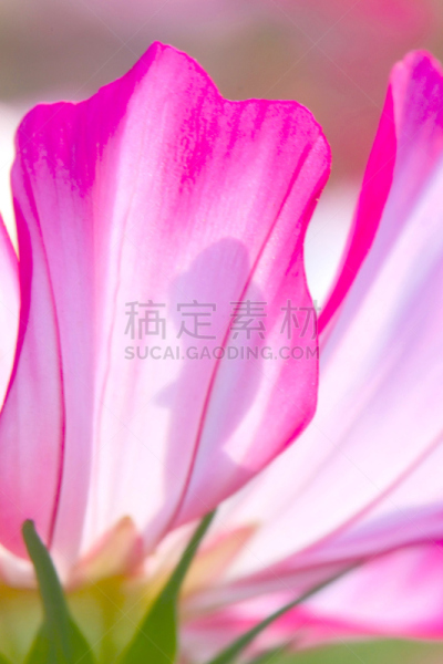 垂直画幅,天空,城镇景观,公园,户外,云景,都市风景,白色,植物,城镇