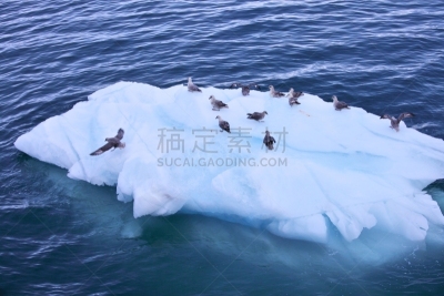 鸟类,冰山,贼鸥,凹陷的,水,气候,水平画幅,雪,户外,从容态度