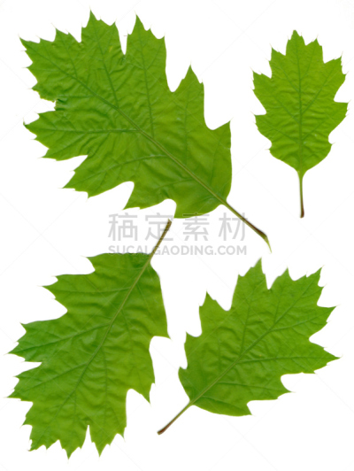 叶子,橡树,分离着色,红松,绿色,自然,垂直画幅,植物,彩色图片,无人