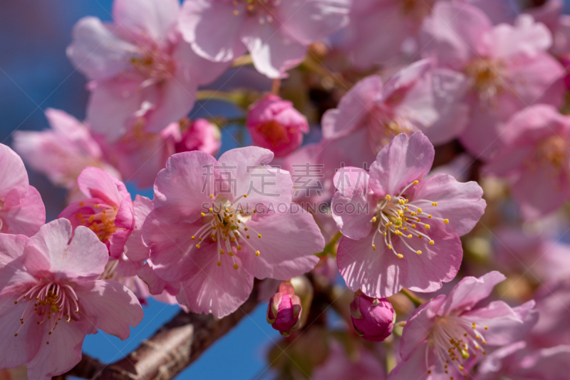 日本,市川,千叶县,川津,樱之花,城市,自然界的状态,公园,二月,春天