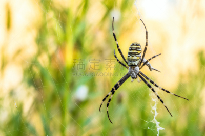 断纹金蛛,自然,蜘蛛网,蜘蛛,禁止的,背景,选择对焦,杰克鱼,花园蜘蛛,食虫目