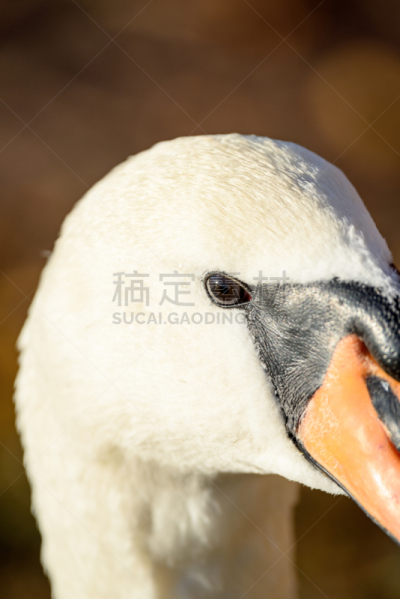 水,湖,天鹅,白昼,晴朗,特写,秋天,垂直画幅,美,无人