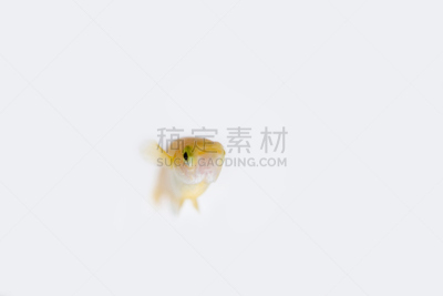 日本青鳉,宠物,水平画幅,无人,动物,海产,鱼类,淡水鱼,摄影