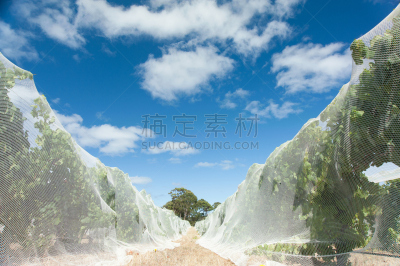 网,在下面,玛格丽特河,西澳大利亚,水平画幅,无人,2015年,农场,夏天,户外