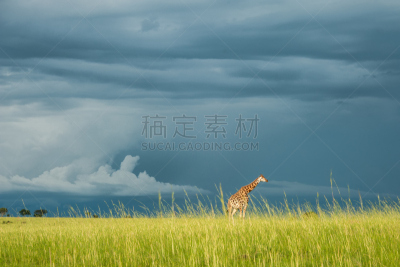 罗思希尔德长颈鹿,暴风雨,乌干达,长颈鹿,水平画幅,无人,食草动物,动物身体部位,野外动物,户外