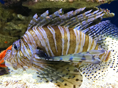 蓑鲉,水,水下,野外动物,动物鳍,白色,礁石,热带气候,动物骨,水族馆