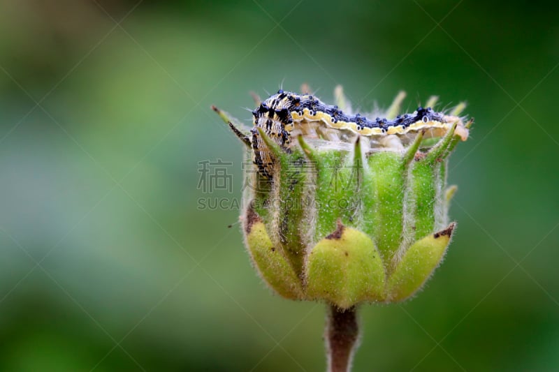 水果,幼虫,蝴蝶,特写,白麻属植物,自然,苘麻,野生动物,水平画幅,色彩鲜艳