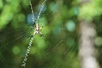 黄色,黑色,花园蜘蛛,秘密,恐惧症,怪异,自然界的状态,野生动物,恐怖,动物腿