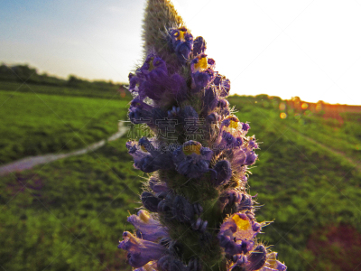 Flor de aguapé (pontederia cordata) sob o pôr-do-sol no pampa gaúcho.