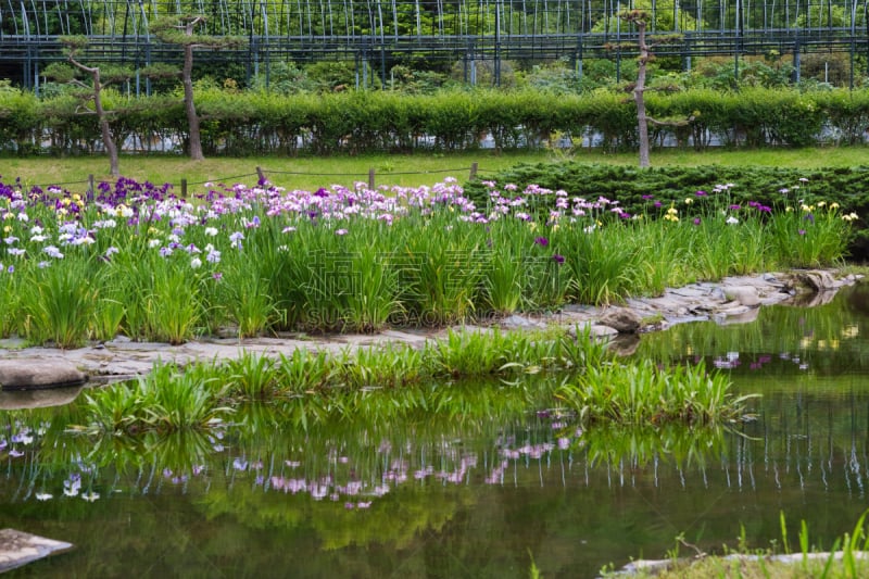 日本鸢尾,自然,水平画幅,无人,日本,夏天,沼泽,自然美,植物,雨季