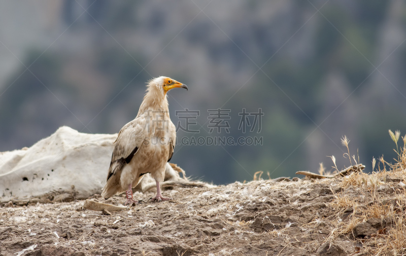 egyptian vulture,食肉鸟,水平画幅,鸟类,秃鹰,巨大的,埃及,动物身体部位,中东,鹰