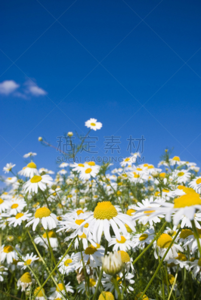 雏菊,奇异的,桨叉架船,草,万里无云,花瓣,户外,田地,黄色,日光