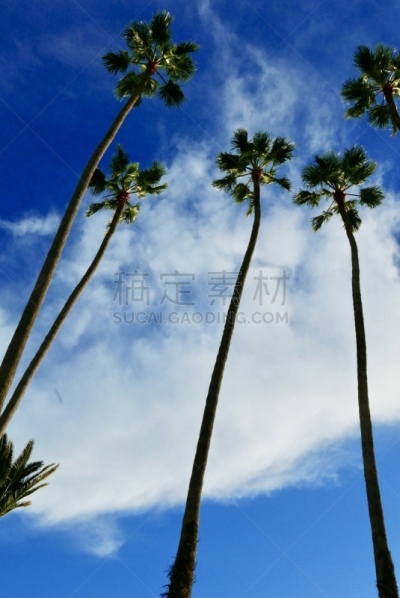 棕榈树,加利福尼亚,气候,旅途,好莱坞,怪异,黄昏,枝繁叶茂,甜点心,建筑特色