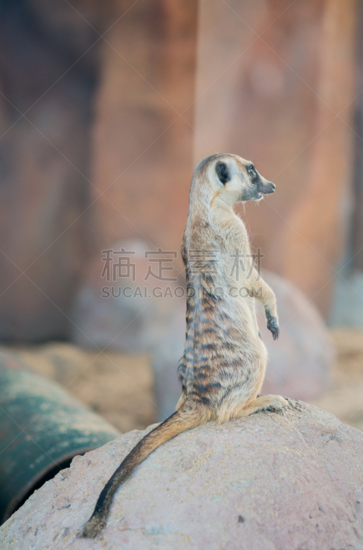 海岛猫鼬,猫鼬,自然,垂直画幅,褐色,野生动物,小的,可爱的,非洲