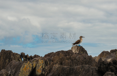 蓝足结巴鸟,埃斯帕诺拉群岛,脚悬空,加拉帕戈斯群岛,水平画幅,无人,鸟类,野外动物,云景,看