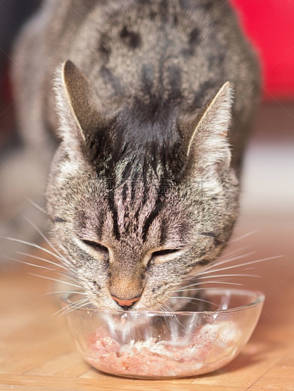 垂直画幅,美,机敏,可爱的,宿醉,猫科动物,猫食,哺乳纲,暴饮暴食,宠物