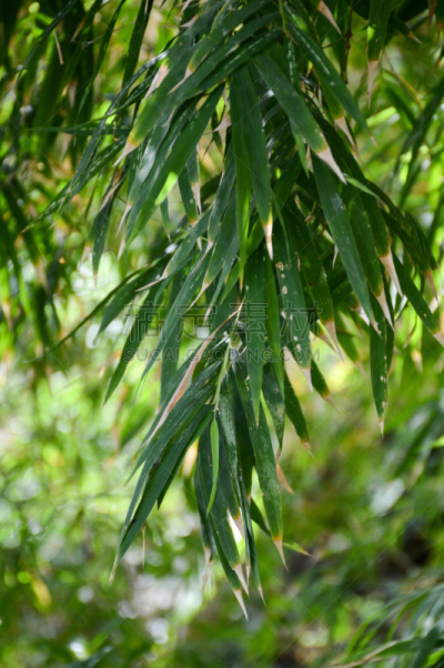 绿色,叶子,竹,自然,垂直画幅,枝繁叶茂,无人,户外,植物,草类