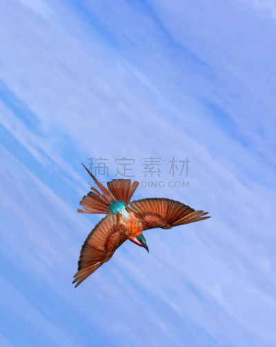 深红色食蜂鸟,动物习性,卡普里维地带,男性,动物交配,垂直画幅,图像,博茨瓦纳,飞,摄影