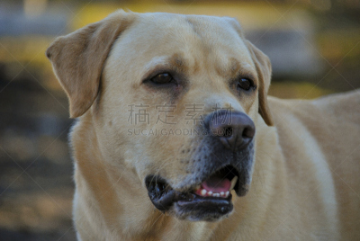 拉布拉多犬,自然美,褐色,黄金,纯种犬,寻回犬,水平画幅,动物身体部位,小狗