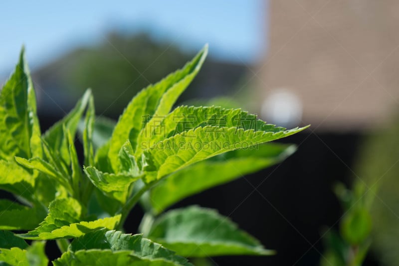 叶子,蔓藤蛇,水平画幅,无人,有机食品,夏天,草,特写,水滴,植物