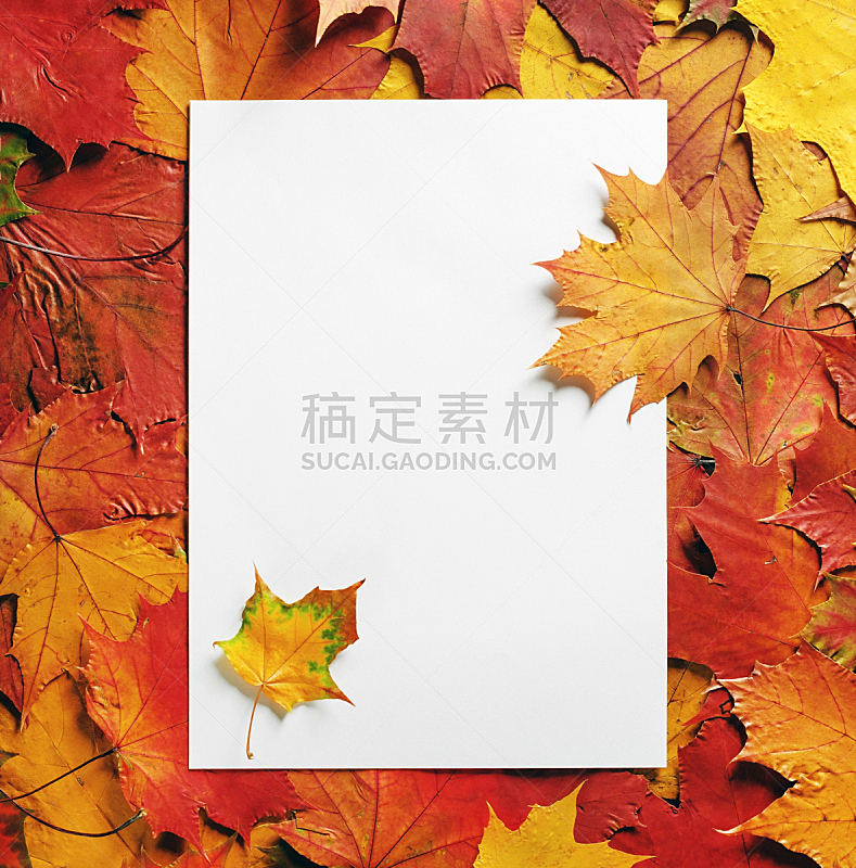 纸,枫叶,九月,十月,请柬,空的,边框,信函,环境,枝繁叶茂