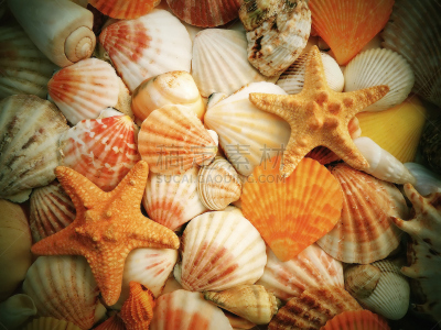 海洋,普通海星,海扇壳,海螺,自然,水平画幅,绿色,贝壳,海星,夏天