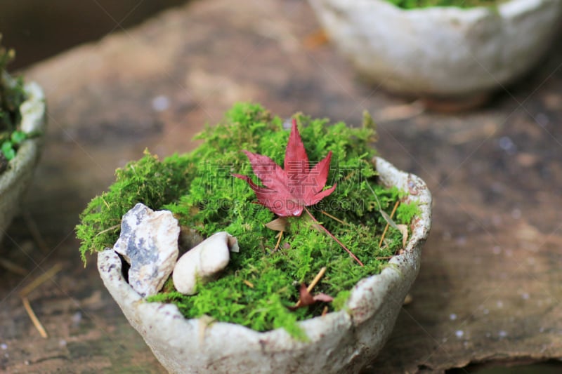 枫树,莫斯,红松,绿色,自然,水平画幅,无人,日本,苔藓,户外