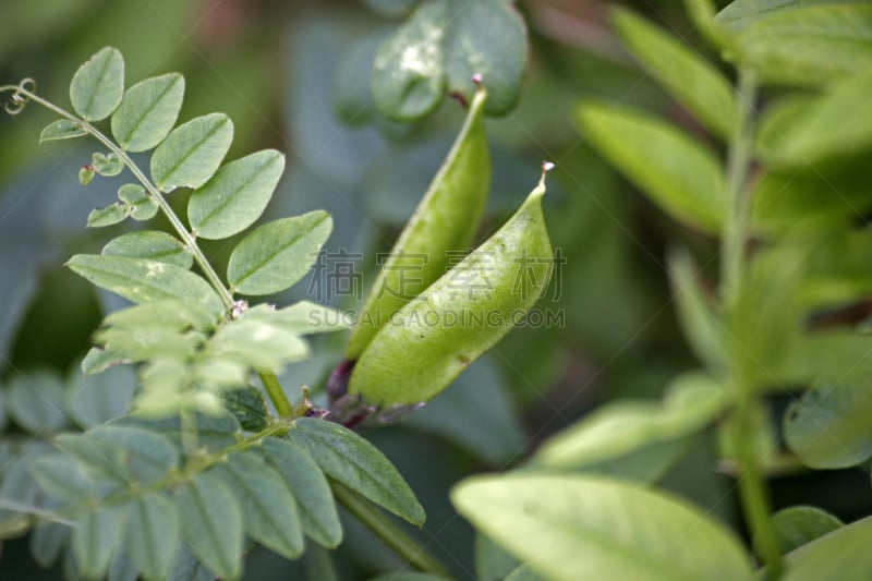 豆荚,叶子,鸟类,Cow野豌豆,豌豆花,自然界,自然,植物,水平画幅,摄影