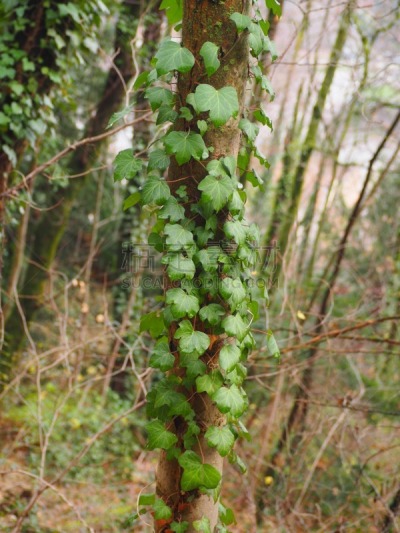 Grenoble, France – December 23, 2018: photography showing some trees. The photography was taken from the city of Grenoble, France