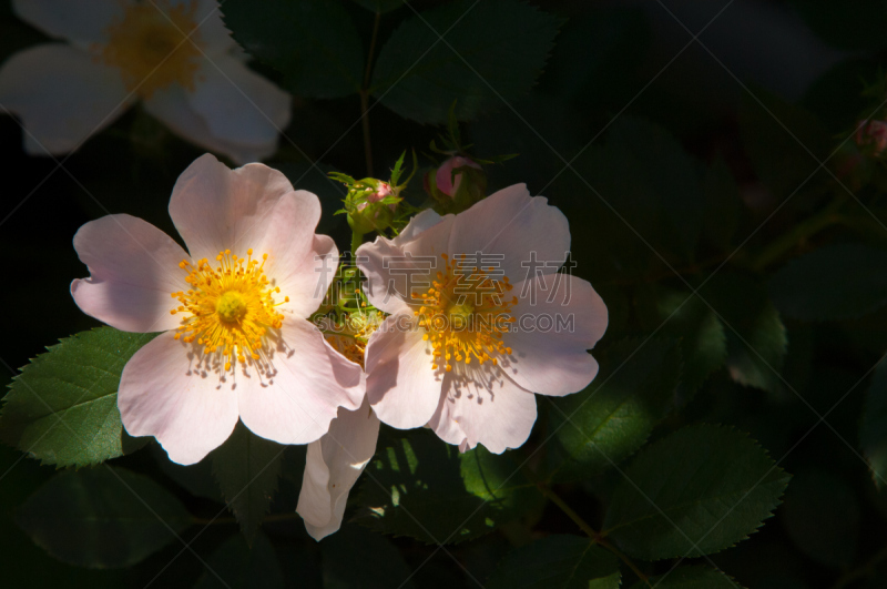 玫瑰,狗,美,水平画幅,法式食品,特写,植物,植物学,灌木,叶子