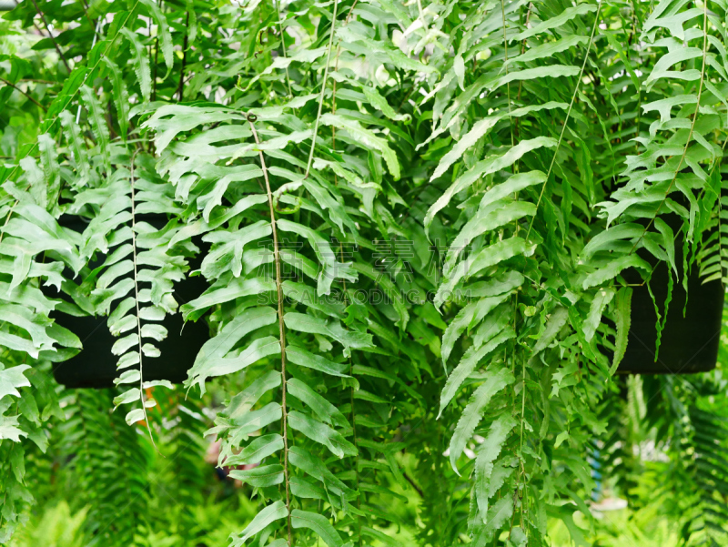 悬挂的,有蔓植物,绿色,椰子,叶子,拥挤的,蕨类,豆荚,园林,鸡尾酒