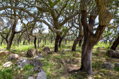阿尔加威,cork tree,葡萄牙,山,天空,水平画幅,地形,秋天,欧洲,夏天