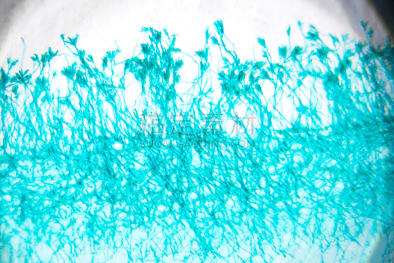 青霉菌,放大效果,显微镜,水平画幅,微生物学,纤维,科学,生物学,实验室,特写