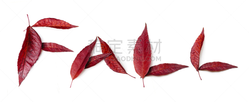 叶子,秋天,叶表皮,橡树叶,褐色,水平画幅,纹理效果,无人,生物学,特写