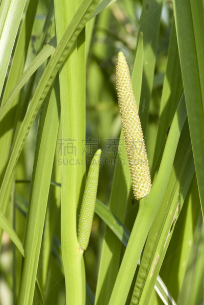 白菖蒲,自然,垂直画幅,绿色,秧苗,无人,花序,香料,特写,根状茎状植物